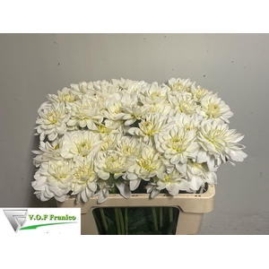 DAHL WHITE ONESTA