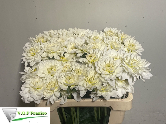 <h4>DAHL WHITE ONESTA</h4>