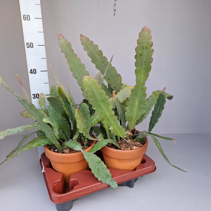 <h4>Epiphyllum   ...</h4>