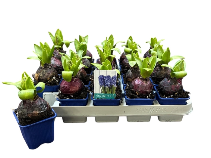 <h4>HYACIN BLUE STAR</h4>