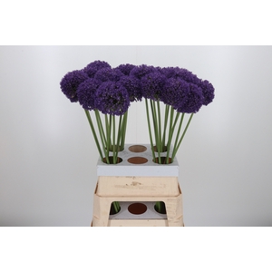 Allium Ambassador