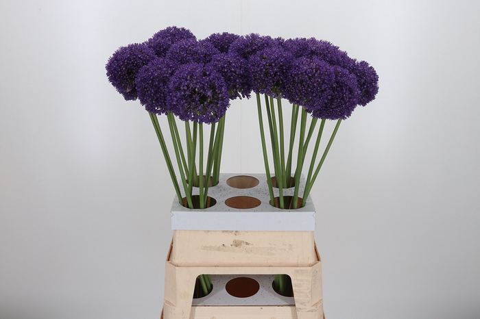 <h4>Allium Ambassador</h4>