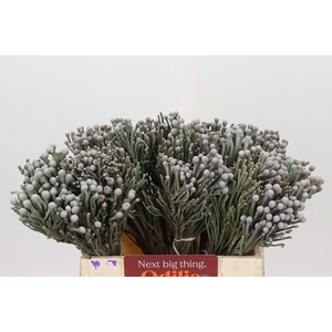 Kaaps Groen Silver Brunia