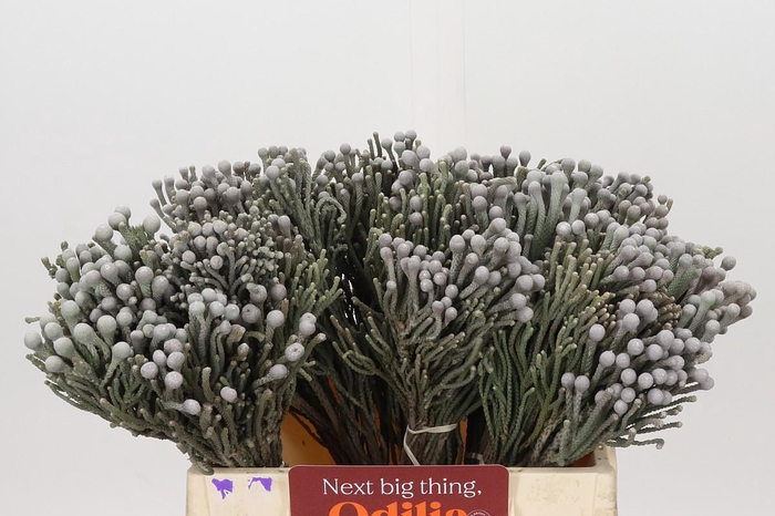 <h4>Kaaps Groen Silver Brunia</h4>