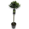 Euonymus Fo Emerald Gold stam