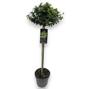 Euonymus Fo Emerald Gold stam