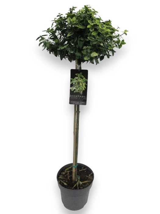<h4>Euonymus Fo Emerald Gold stam</h4>