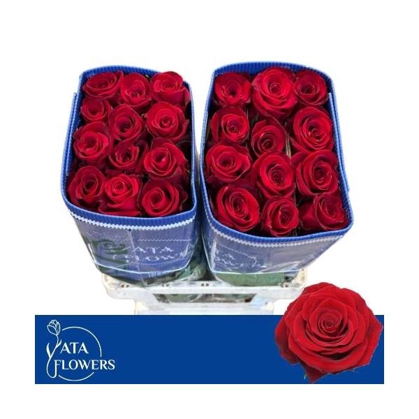 <h4>R Gr Fortune</h4>