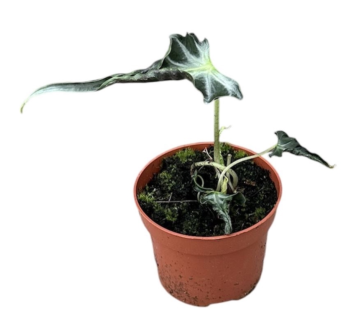 Alocasia