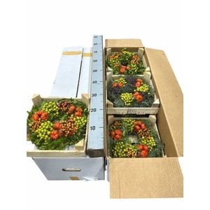 KRANS SIERFRUIT H%