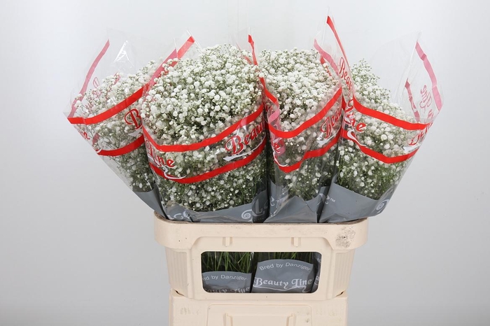 <h4>Gyps Pa Xlence</h4>