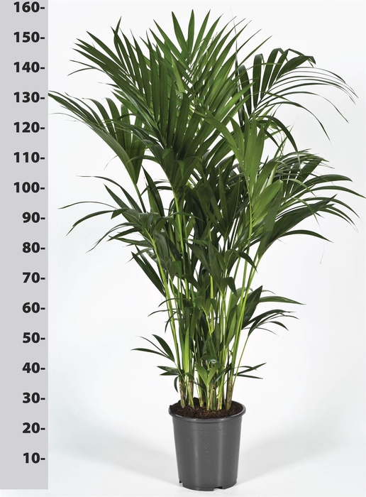 <h4>Howea forsteriana</h4>