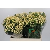 Hypericum Magical White Prince