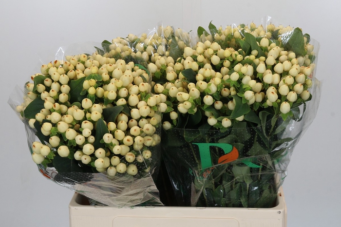 Hypericum Magical White Prince