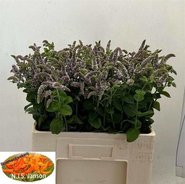 <h4>MENTHA JOCKA</h4>