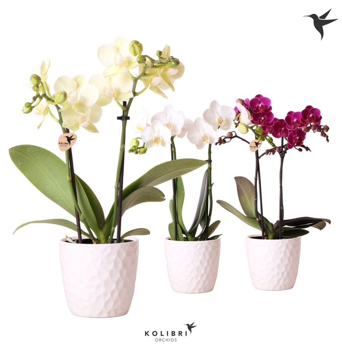 <h4>Kolibri Orchids Phalaenopsis mix 2 spike in Honey pot</h4>