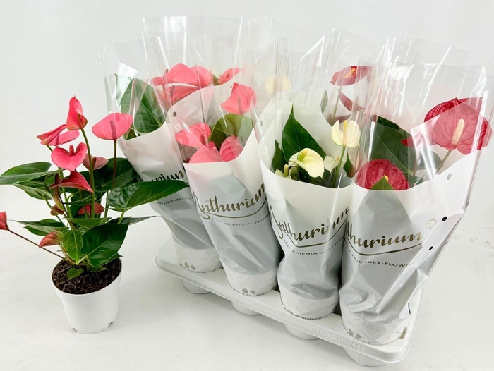 <h4>ANTHU AN GEM 3 KL</h4>