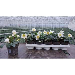 Helleborus Christmas Carol 12 cm Small