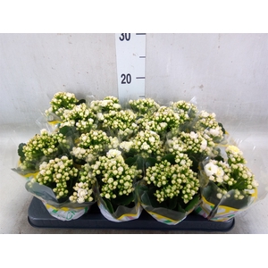 Kalanchoe blos. 'Deco Tweed'
