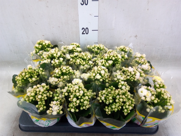 <h4>Kalanchoe blos. 'Deco Tweed'</h4>