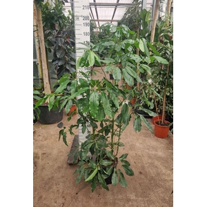 Schefflera Amate