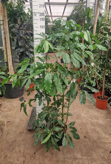 <h4>Schefflera Amate</h4>