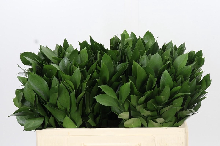 <h4>Ruscus Hypophyllum</h4>