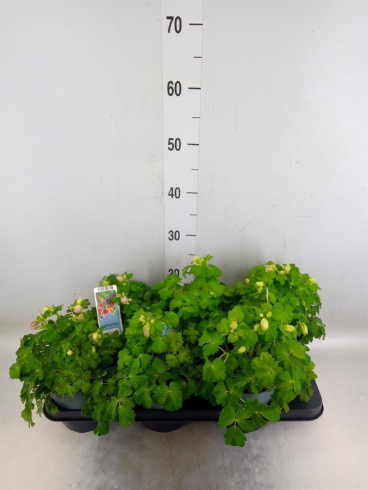 <h4>Aquilegia   ...</h4>