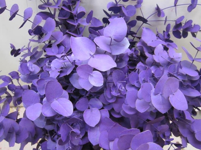 <h4>Euc Cinerea Paars</h4>