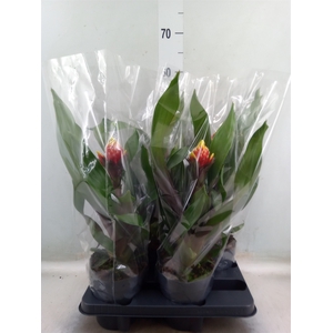 Guzmania   ...
