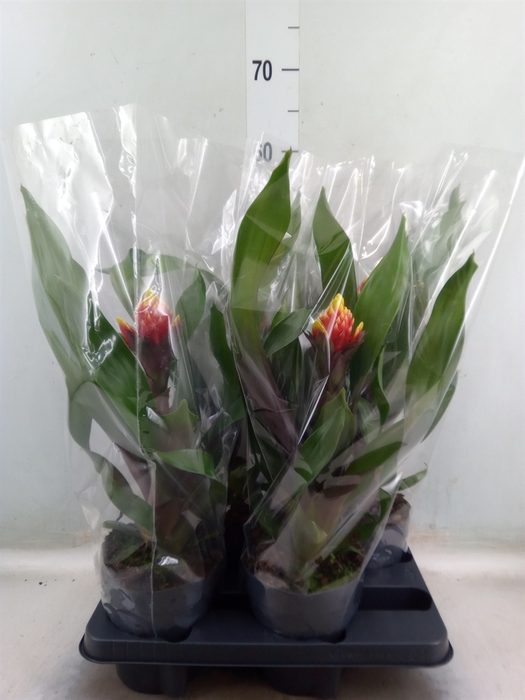 <h4>Guzmania   ...</h4>