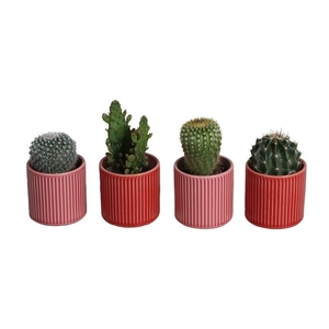 CACTACEAE P7 L67544