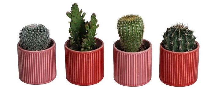 <h4>CACTACEAE P7 L67544</h4>