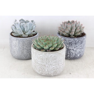 arr3 OV - Ker. Toledo x5