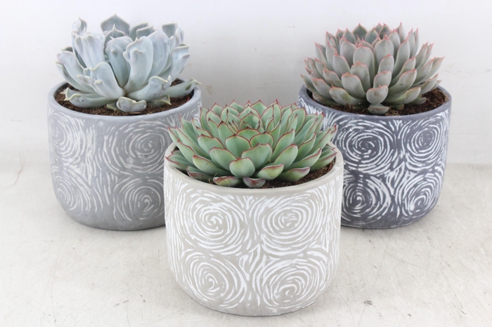 <h4>arr3 OV - Ker. Toledo x5</h4>