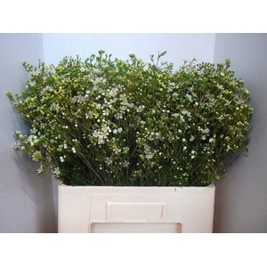 CHAME UN JUPITE MOON