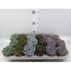 Echeveria   ...mix