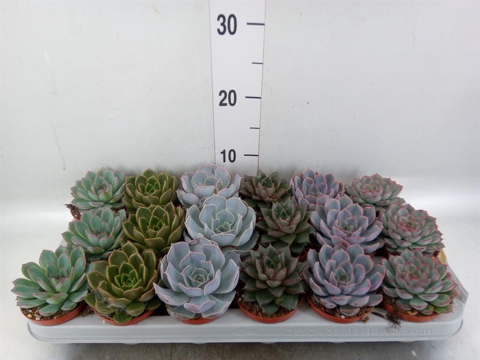 <h4>Echeveria   ...mix</h4>