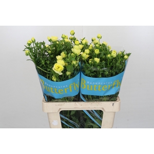 Ranunculus Butterfly Helios