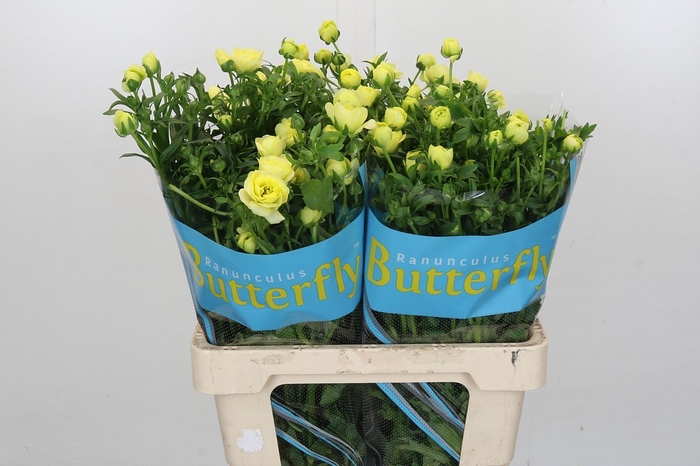 <h4>Ranunculus Butterfly Helios</h4>