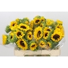 Helianthus Orange Fire