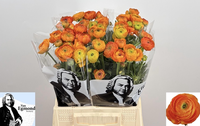 <h4>RAN AAZUR ORANGE</h4>