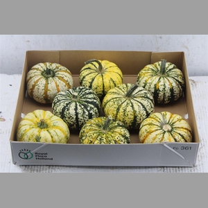 Cucurbita P-ke Mon