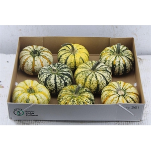Cucurbita P-ke Mon