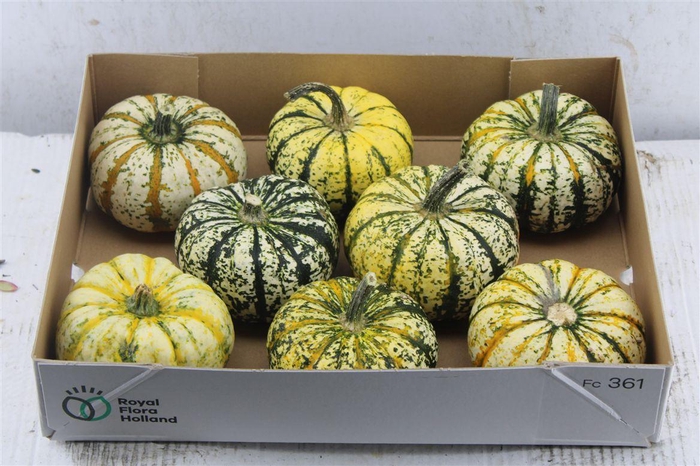 <h4>Cucurbita P-ke Mon</h4>