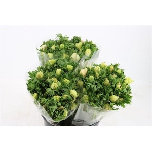 Anem Marianne Panda White