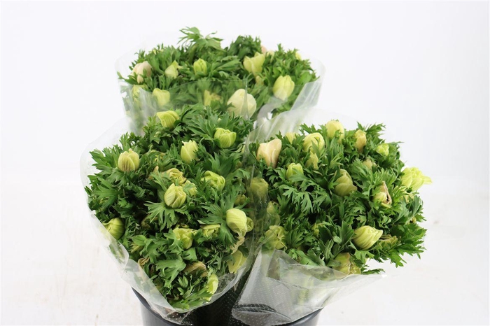 <h4>Anem Marianne Panda White</h4>