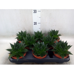 Aloe aristata 'Safari Ami'