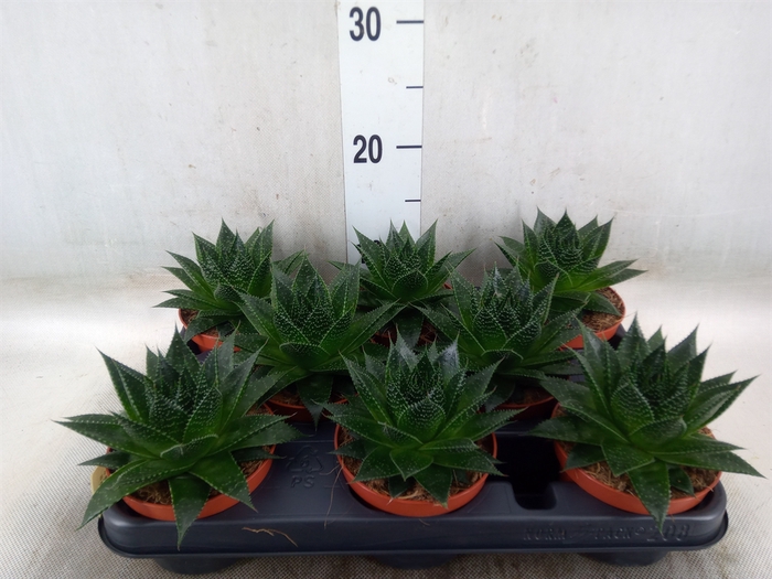 <h4>Aloe aristata 'Safari Ami'</h4>