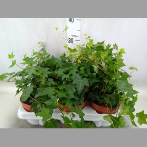 Hedera helix 'Pittsburgh'